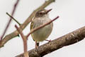Pearly-vented Tody-Tyrant Hemitriccus margaritaceiventer rufipes