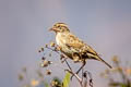 Peruvian Meadowlark Leistes bellicosus bellicosus