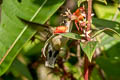 Peruvian Piedtail Phlogophilus harterti