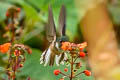 Peruvian Piedtail Phlogophilus harterti