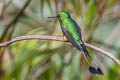 Peruvian Racket-tailed Ocreatus peruanus