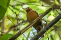 Peruvian Recurvebill Syndactyla ucayalae