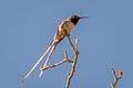 Peruvian Sheartail Thaumastura cora