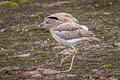 Peruvian Thick-knee Hesperoburhinus superciliaris 
