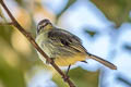 Peruvian Tyrannulet Zimmerius viridiflavus