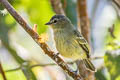 Peruvian Tyrannulet Zimmerius viridiflavus