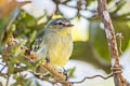 Peruvian Tyrannulet Zimmerius viridiflavus