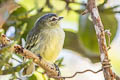 Peruvian Tyrannulet Zimmerius viridiflavus