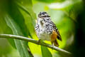 Peruvian Warbling Antbird Hypocnemis peruviana peruviana