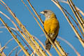 Peruvian Sierra Finch Phrygilus punensis chloronotus