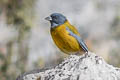 Peruvian Sierra Finch Phrygilus punensis chloronotus