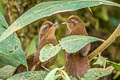 Peruvuan Wren Cinnycerthia peruana (Sepia-browed Wren)