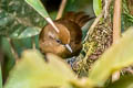 Peruvuan Wren Cinnycerthia peruana (Sepia-browed Wren)