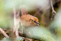 Peruvuan Wren Cinnycerthia peruana (Sepia-browed Wren)