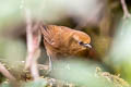 Peruvuan Wren Cinnycerthia peruana (Sepia-browed Wren)