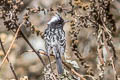 Pied-crested Tit-Tyrant Anairetes reguloides albiventris 