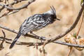 Pied-crested Tit-Tyrant Anairetes reguloides albiventris 