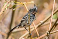 Pied-crested Tit-Tyrant Anairetes reguloides albiventris 