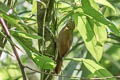 Plain-brown Woodcreeper Dendrocincla fuliginosa neglecta