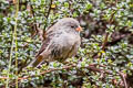 Plain-coloured Seedeater Catamenia inornata