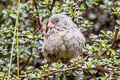 Plain-coloured Seedeater Catamenia inornata