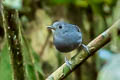 Plain-throated Antwren Isleria hauxwelli hauxwelli