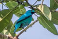 Plum-throated Cotinga Cotinga maynana