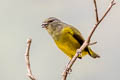 Plumbeous Euphonia Euphonia plumbea