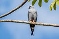 Plumbeous Kite Ictinia plumbea