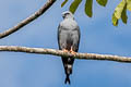 Plumbeous Kite Ictinia plumbea