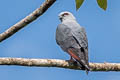 Plumbeous Kite Ictinia plumbea