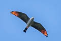 Plumbeous Kite Ictinia plumbea