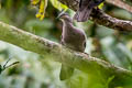 Plumbeous Pigeon Patagioenas plumbea pallescens