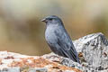 Plumbeous Sierra Finch Geospizopsis unicolor inca