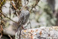 Plumbeous Sierra Finch Geospizopsis unicolor inca