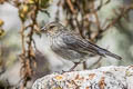 Plumbeous Sierra Finch Geospizopsis unicolor inca