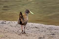 Plumbeous Rail Pardirallus sanguinolentus tschudii