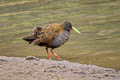 Plumbeous Rail Pardirallus sanguinolentus tschudii