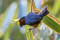 Plushcap Catamblyrhynchus diadema citrinifrons (Plush-capped Finch)