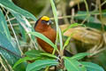 Plushcap Catamblyrhynchus diadema citrinifrons (Plush-capped Finch)