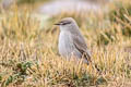 Puna Ground Tyrant Muscisaxicola juninensis