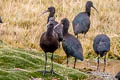 Puna Ibis Plegadis ridgwayi