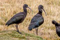 Puna Ibis Plegadis ridgwayi