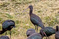 Puna Ibis Plegadis ridgwayi