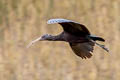 Puna Ibis Plegadis ridgwayi