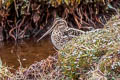 Puna Snipe Gallinago andina andina