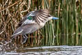 Puna Teal Spatula puna