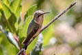 Purple-collared Woodstar Myrtis fanny fanny