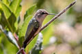 Purple-collared Woodstar Myrtis fanny fanny