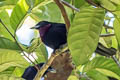 Purple-throated Fruitcrow Querula purpurata